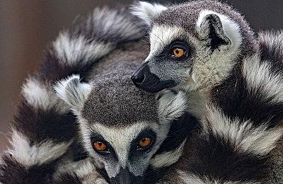 《宇宙机器人》总监：没想到会获得年度游戏 只觊觎最佳家庭游戏